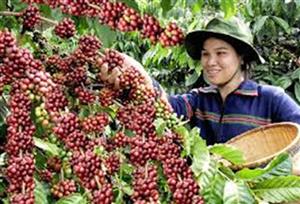 Giá trị của cây cà phê với người Tây Nguyên