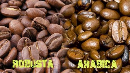 Phan-biet-ca-phe-Arabica-va-Robusta