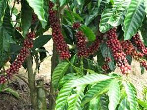 Cắt cành tạo hình cây cà phê