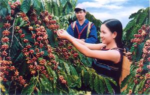 Lịch sử cà phê đến với cộng đồng người Việt Nam