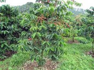 Kỹ thuật phòng trừ sâu bệnh trên cây cà phê trong mùa mưa